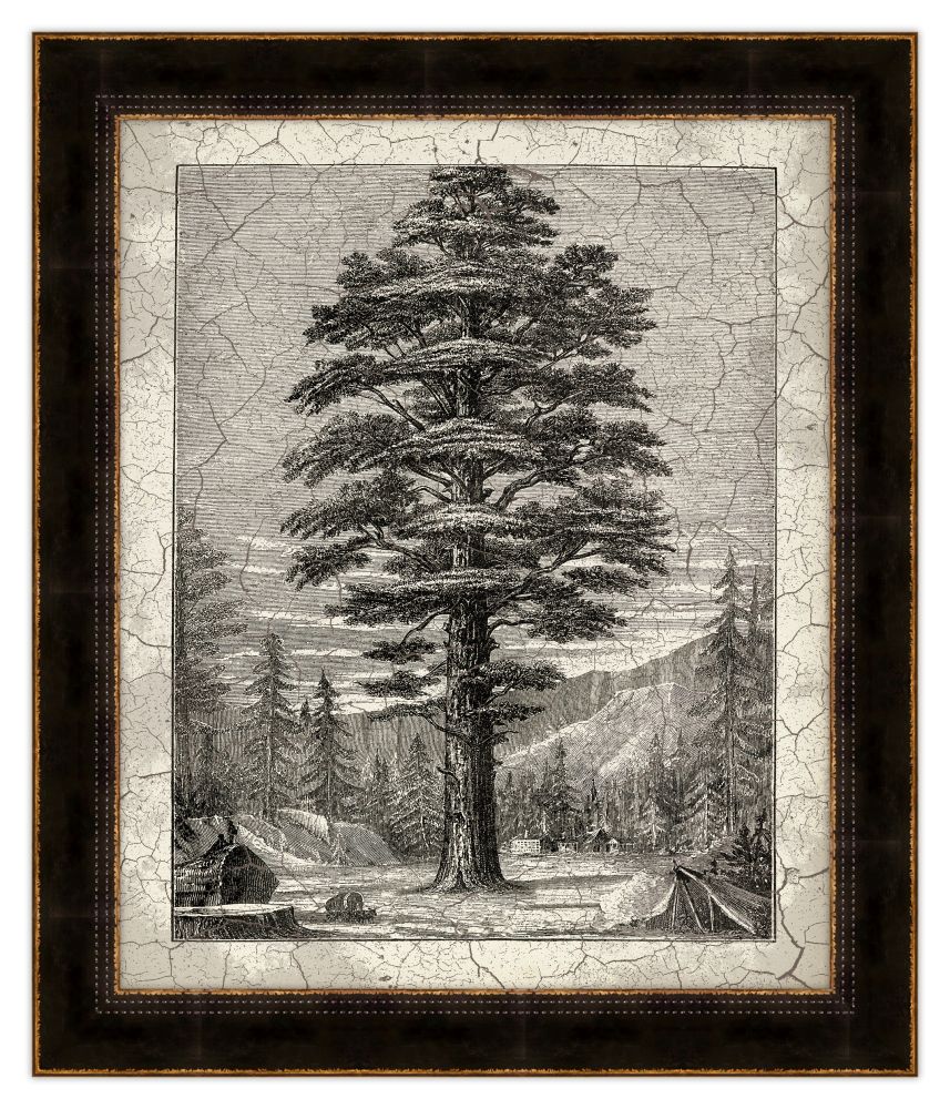 Old Trees I