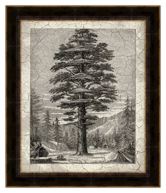 Old Trees I