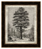 Old Trees I