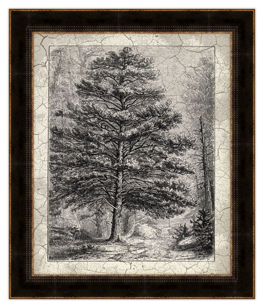 Old Trees II