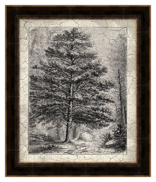 Old Trees II