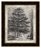 Old Trees II