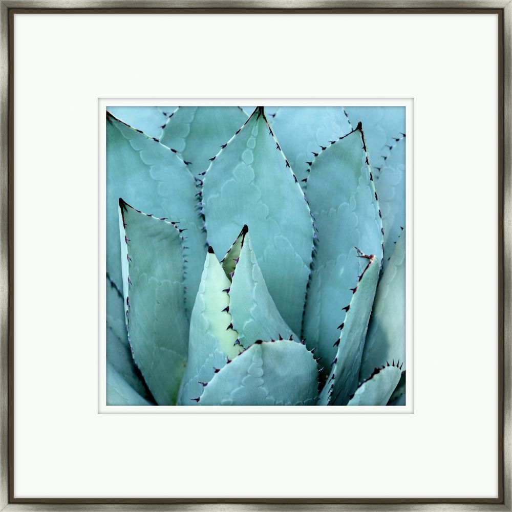 Agave II