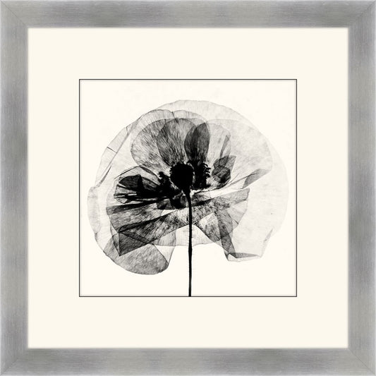 Pressed Poppy I