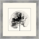 Pressed Poppy I