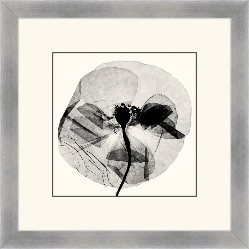 Pressed Poppy II
