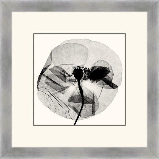 Pressed Poppy II