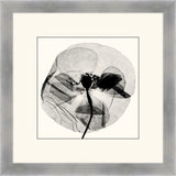 Pressed Poppy II