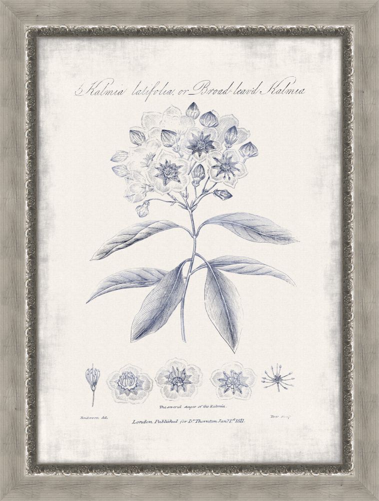Blue Kalmia