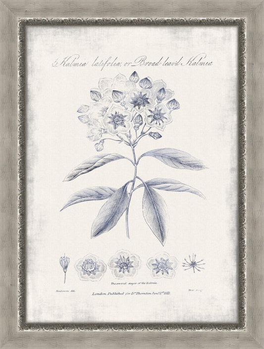 Blue Kalmia