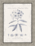 Blue Kalmia