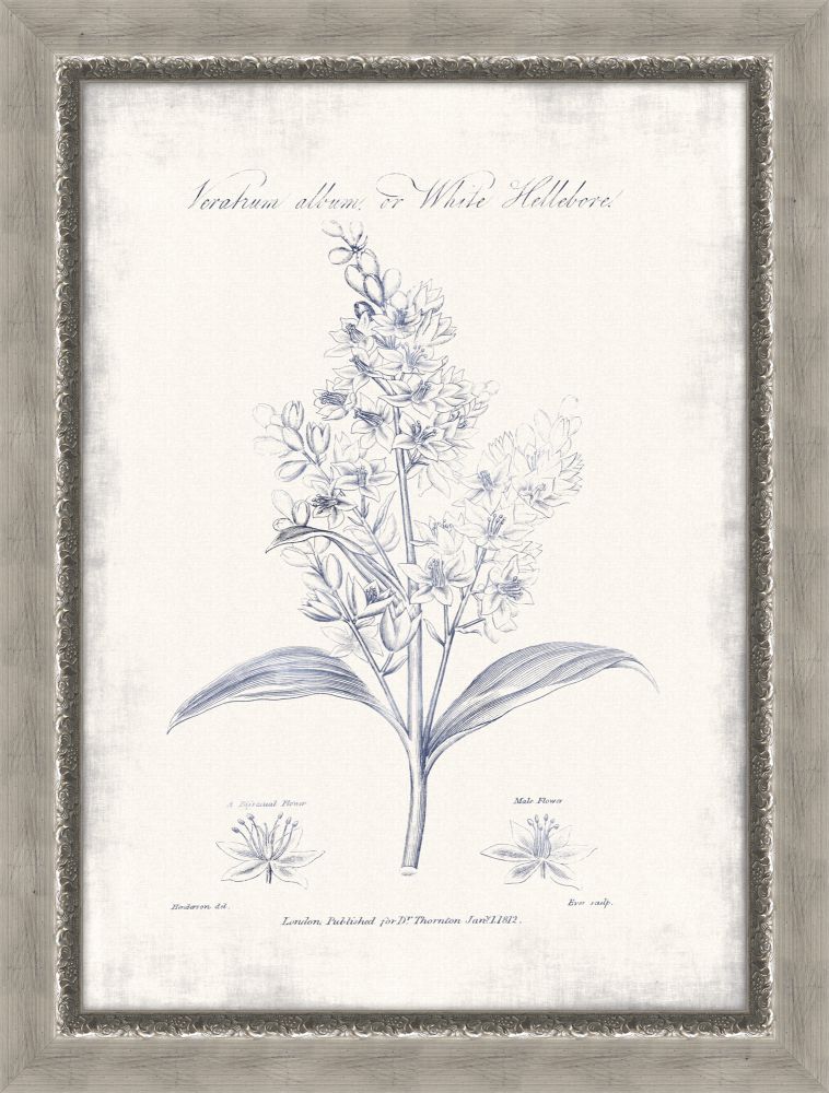 Blue Hellebore