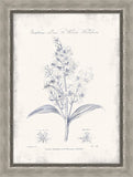 Blue Hellebore