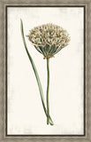 Curtis Allium III