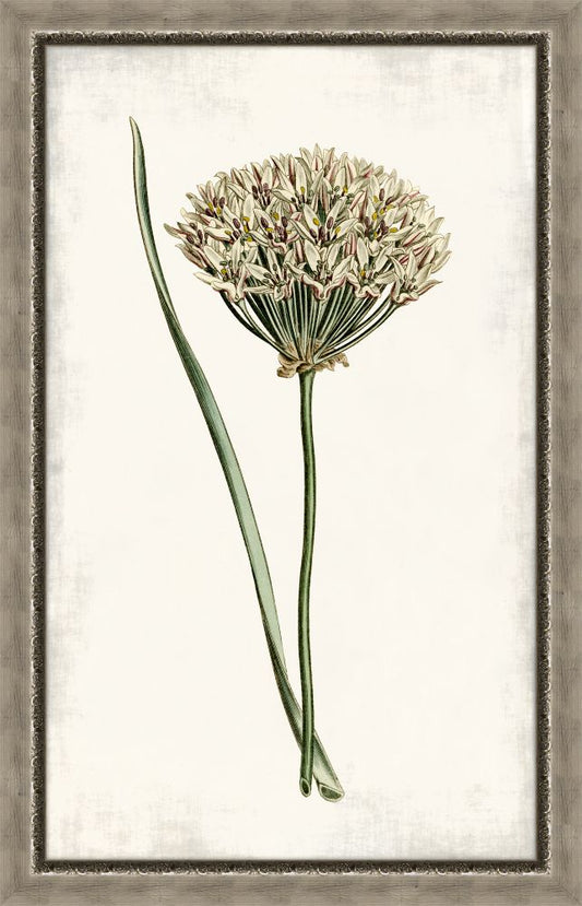 Curtis Allium III