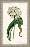 Curtis Allium IV
