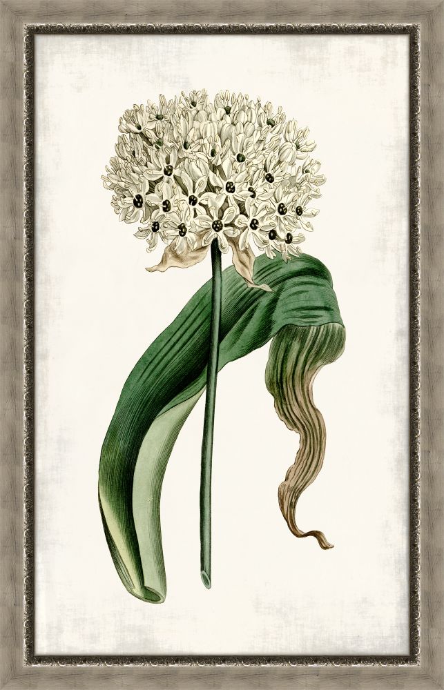 Curtis Allium IV