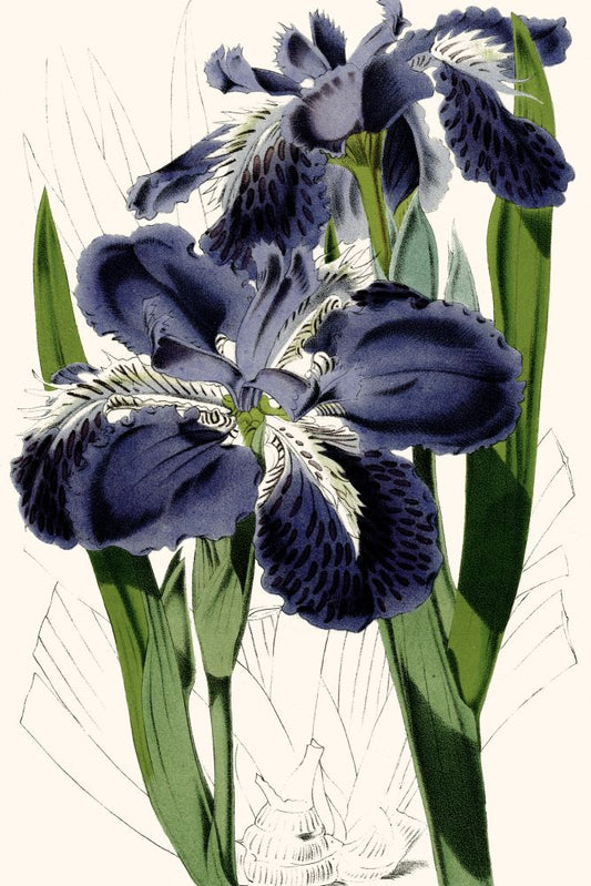 Wall Iris I Boxed Canvas