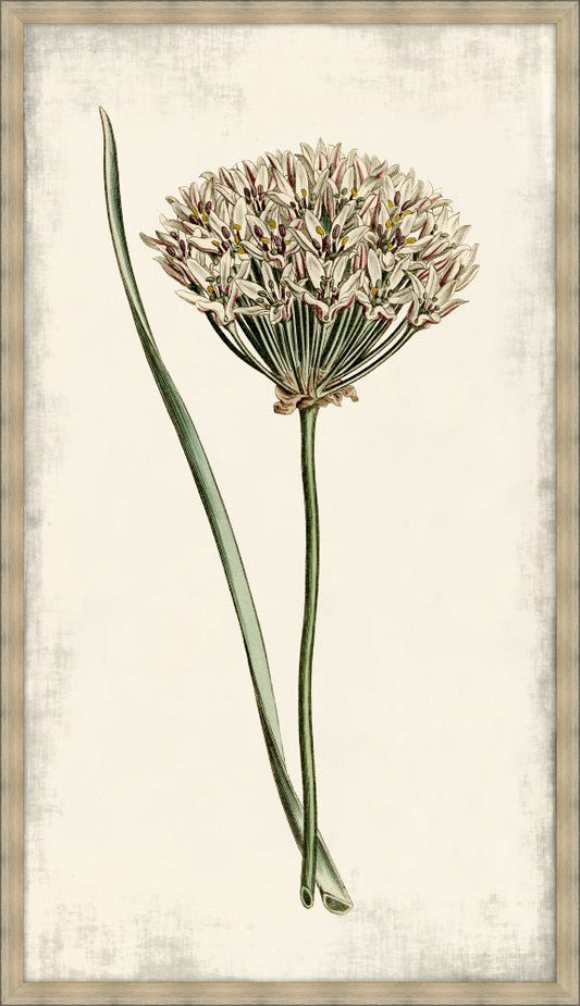 Curtis Allium I