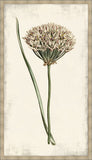 Curtis Allium I
