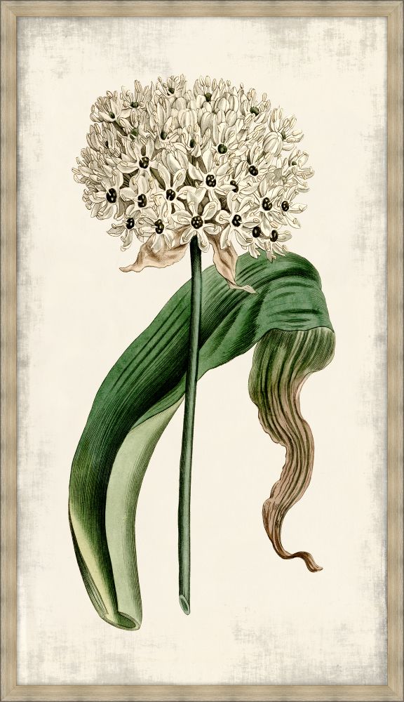 Curtis Allium II