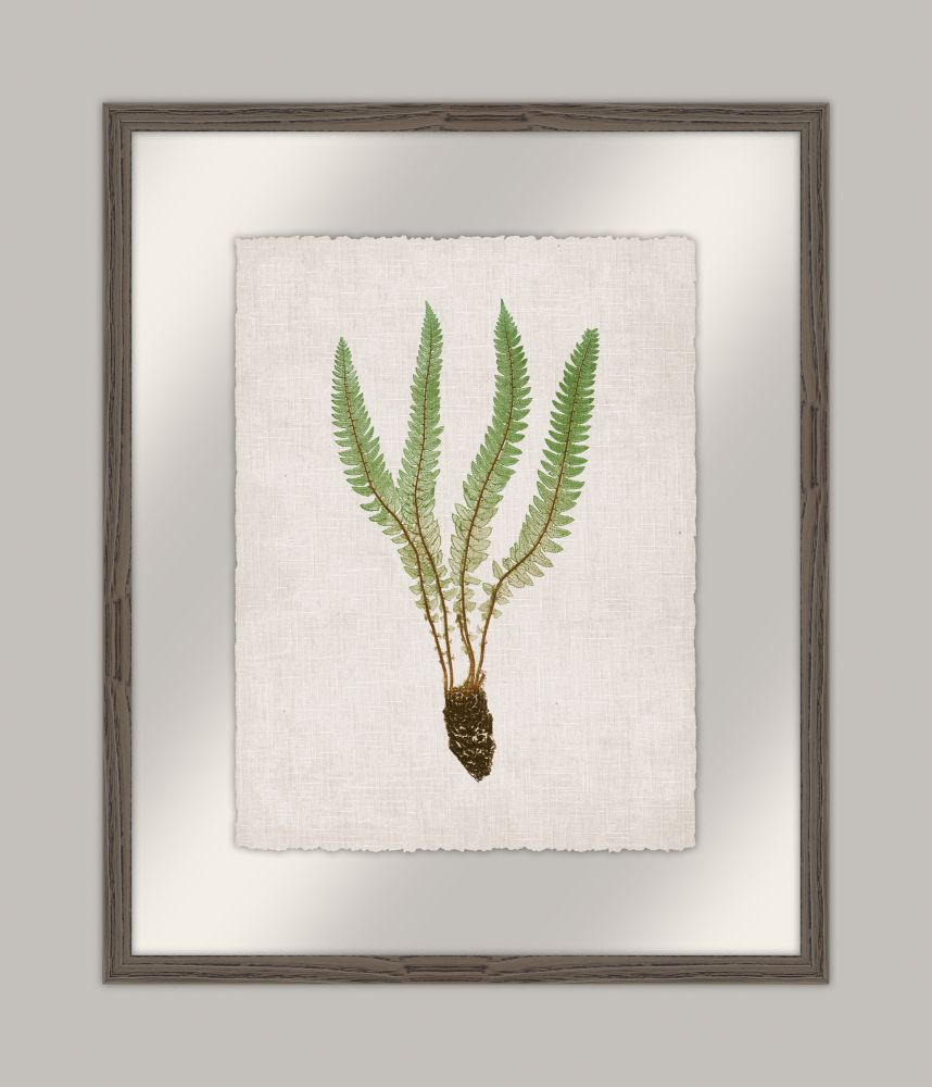 Bradbury Polypodium I