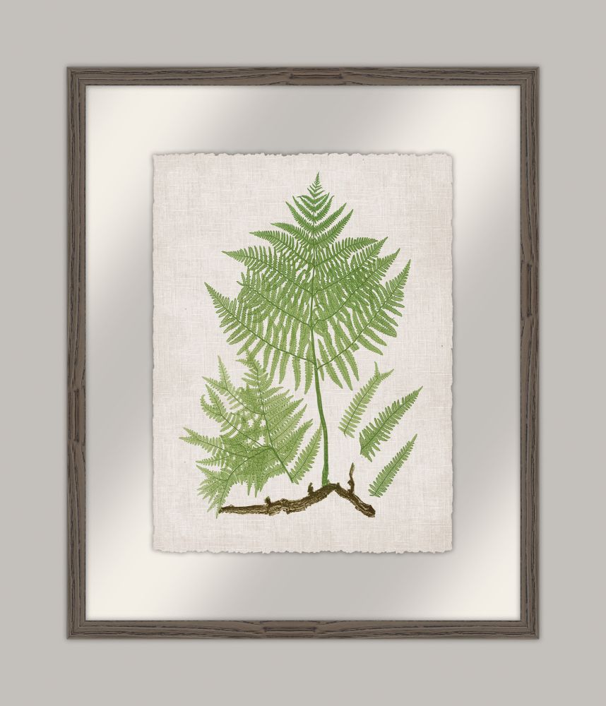 Bradbury Polypodium II