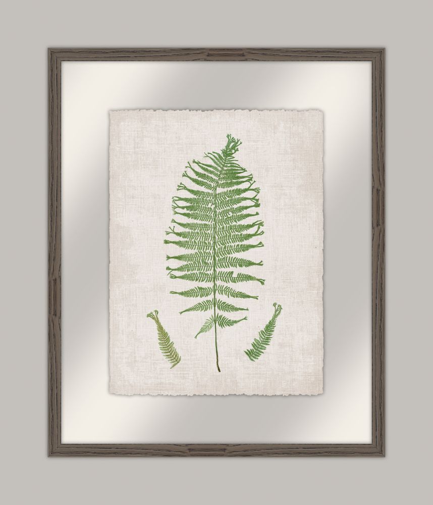 Bradbury Polypodium III