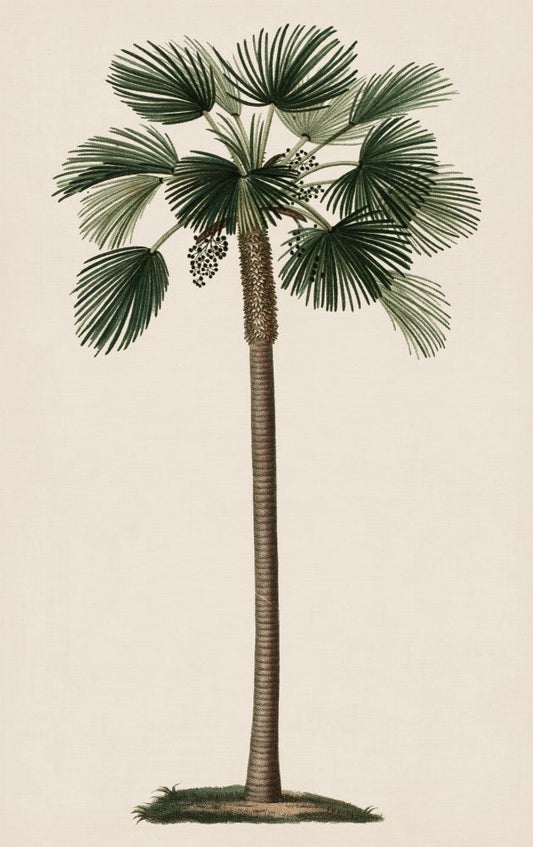 Duhamel Palm I Boxed Canvas