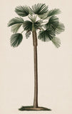 Duhamel Palm I Boxed Canvas