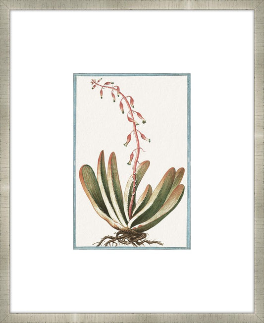 Martelli Cactus III
