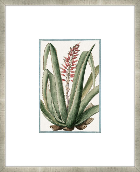 Martelli Cactus IV