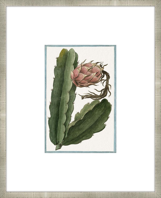 Martelli Cactus V