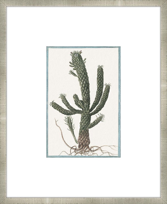 Martelli Cactus VI