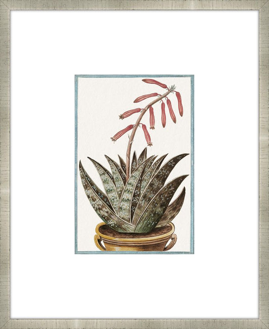 Martelli Cactus IX