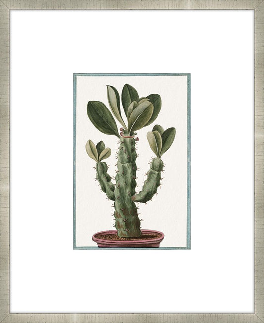 Martelli Cactus X