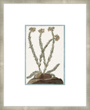Martelli Cactus XII