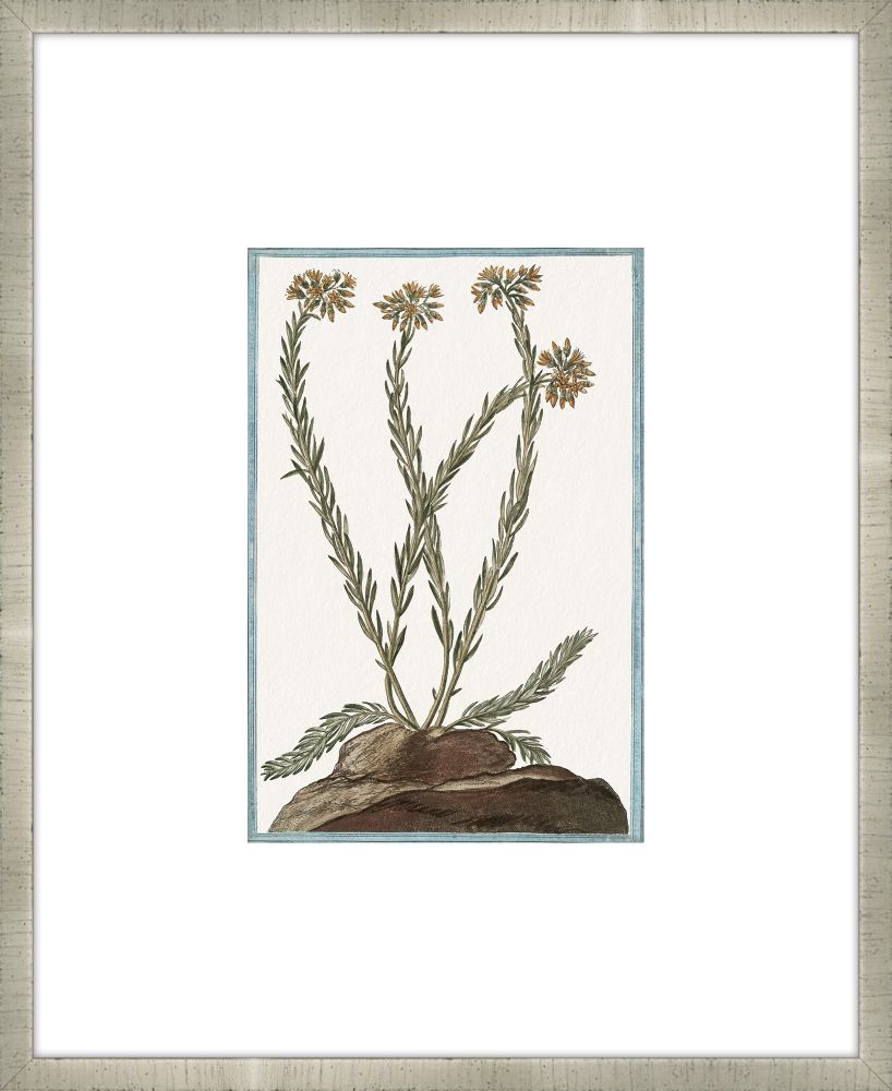 Martelli Cactus XII
