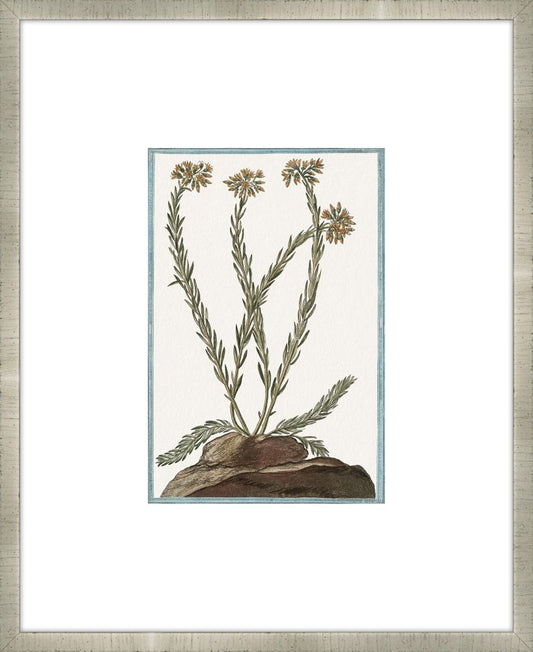 Martelli Cactus XII