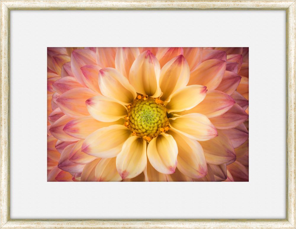 Flora Spectrum IV