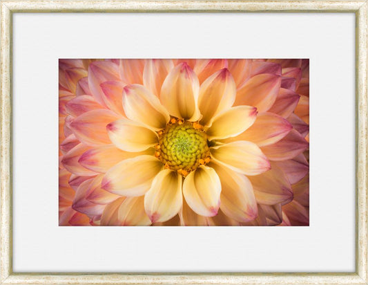 Flora Spectrum IV