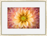 Flora Spectrum IV
