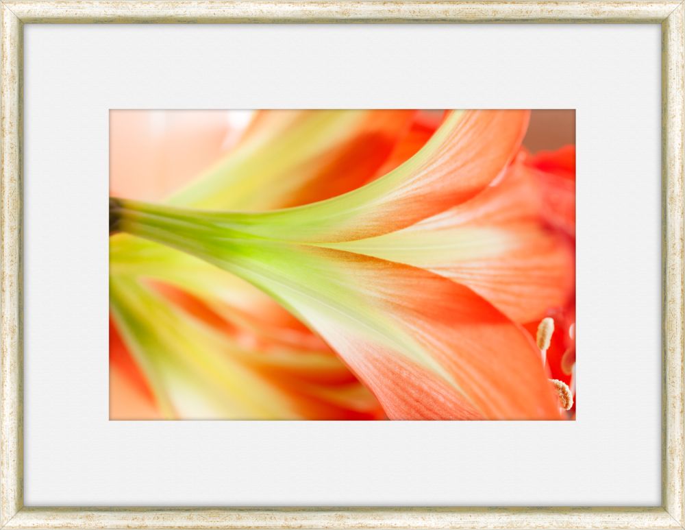 Flora Spectrum VI