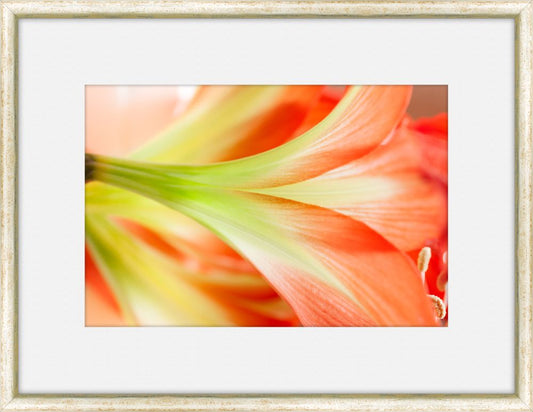 Flora Spectrum VI