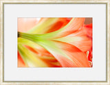 Flora Spectrum VI