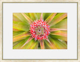 Flora Spectrum VIII