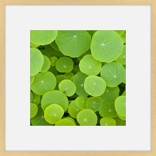 Green Serenity II