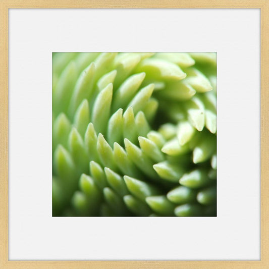 Green Serenity IV