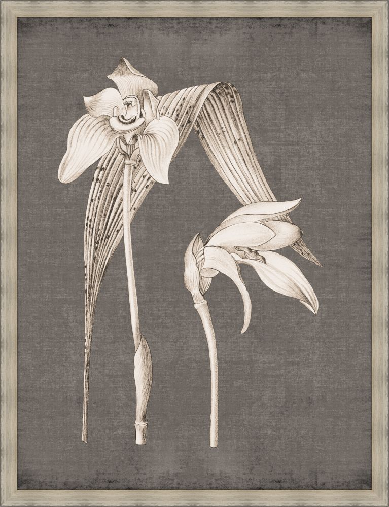 Dramatic Flowers in Soft Gray III Grande