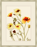 Yellow Herbaceous